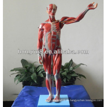 78CM Anatomische Muskelmodelle, menschliches Anatomie-Modell